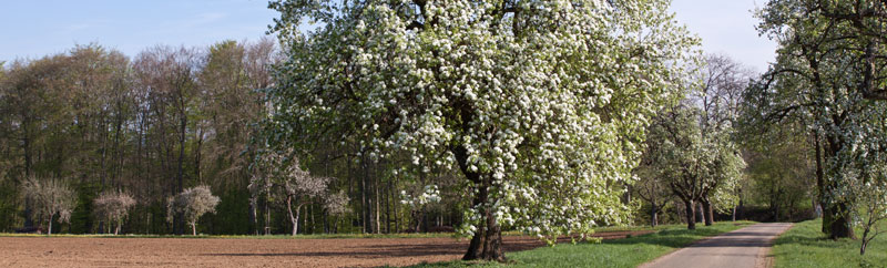 Birne in voller Blüte