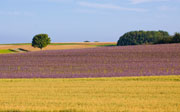 Feld bei Laichingen