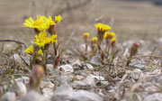 Huflattich im Vorfrühling