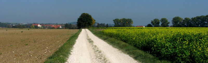 Weg am Rapsfeld