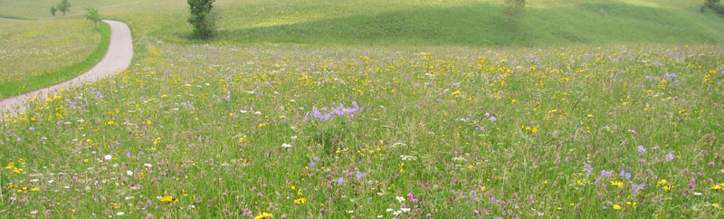 Blumenreiche Wiesen der Schwäbischen Alb