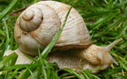 Weinbergschnecke auf der Alb